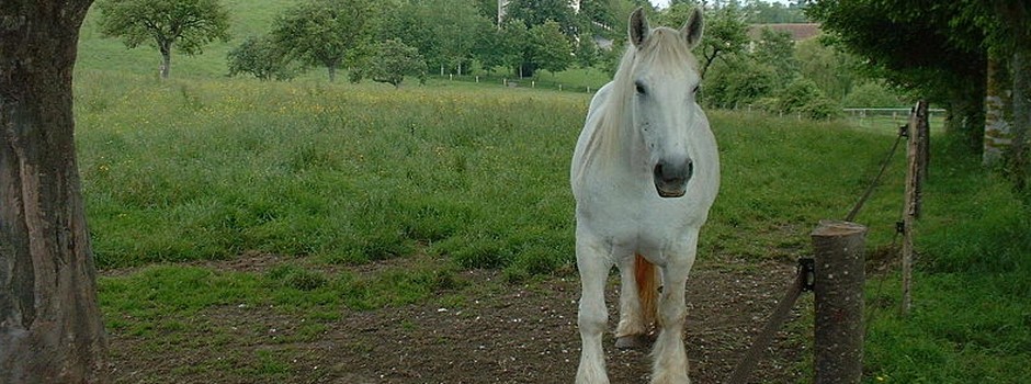 Percheron au pré